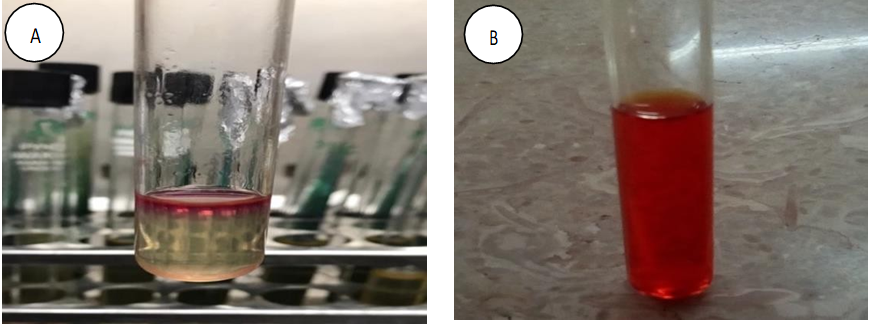 Figure 25: (A) Positive Methyl Red Test for Escherichia coli, (B) Negative Fermentation Test for Micrococcus luteus.