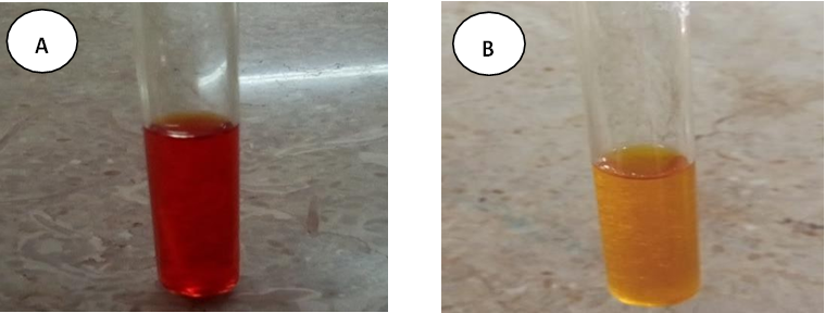 Figure 4: Sugar Fermentation Test- (A) Negative Control and (B) Positive Control. Simon Citrate Test: Simon citrate test is used to identify Enterobacteriaceae based on property to use citrate as a carbon source. Simon citrate agar is the differential medium used for this purpose. Bacteria capable of utilizing citrate will grow unrestricted on citrate media. Ammonium salts in medium are broken down into ammonia, it causes the pH to increase and the color of medium changes from green to blue due to color shifting of bromothymol blue. Inoculation of bacterial cultures was performed by stabbing in all test tubes after preparing agar slants in tubes. Tubes were allowed to incubate at 35-37ºC for 5-7 days. Positive result was obtained when color shift from green to blue occurs, but no color shift indicated negative result (Figure 5).