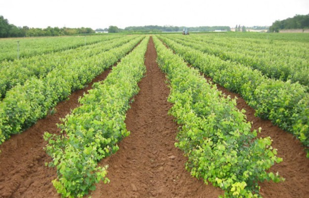 Figure 10: Apple rootstock: Vigour Nic® 29 is a more Vigorous M9 type with a more developed root system (equivalent to Pajam 2 - Cepiland cv), as a result trees on Nic® 29 have more vitality in orchards than the normal M9.