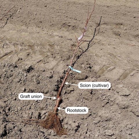 Figure 11: A fruit tree will generally come to the new owner with the desired fruiting variety, the scion, grafted to a rootstock variety that is appropriate for the area. The two meet at the graft union.