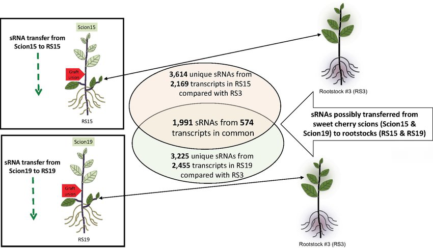 Figure 2: A diagram showing the Pipeline of Determining Scion-to-Rootstock Transferred sRNAs Transgenic breeding CASE STUDIES Mango Dayal, et al. studied the effect of rootstocks on growth, yield and physiology of mango cultivars. Rootstock K-5 inhibited canopy volume (CV) of _Pusa Arunima, Pusa Surya_ and Dushehari, while Olour had an inhibitory effect on CV of Amrapali and Mallika. Kurakkan rootstock promoted highest yield in Amrapali and Pusa Surya, while both Kurakkan and Olour for PusaArunima; and K-5 and Kurakkan for Mallika seem to be more productive. Pandey, et al. observed effect of salinity stress on growth and nutrient uptake in polyembryonic mango rootstocks. Based on overall performance and leaf scorching, it could be said that salinity tolerance increased in the following order Chandrakaran<Moovandan<Bappakai<Nekkare<Kurukkan<T erpentine