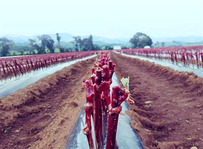 Figure 3: New Rootstocks for Fruit Crops: Breeding Programs.