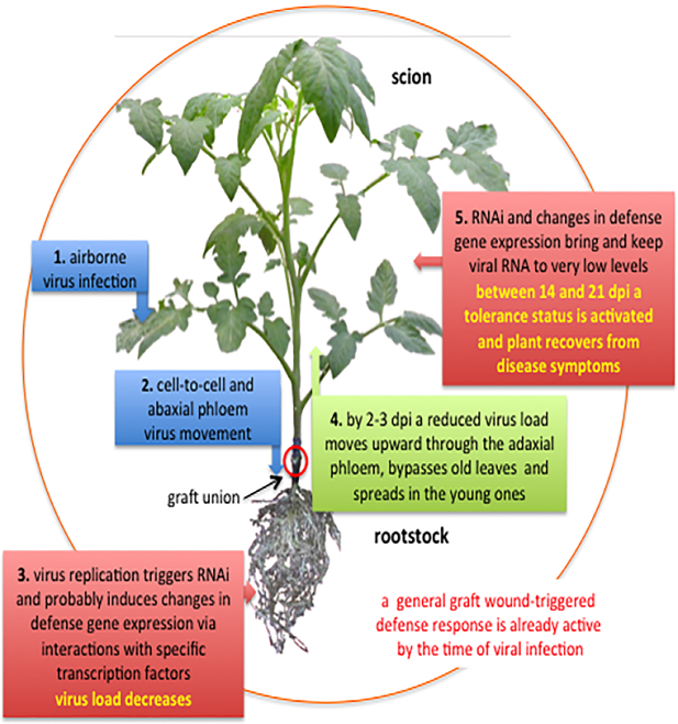 Figure 4: The proposed mechanisms include virus movement in plants, RNA interference, genes involved in graft wound response, resilience, and tolerance to virus infection.