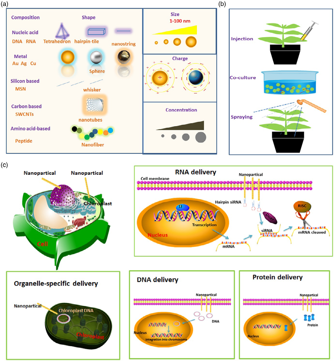 Figure 1: Process of nanoparticle created.