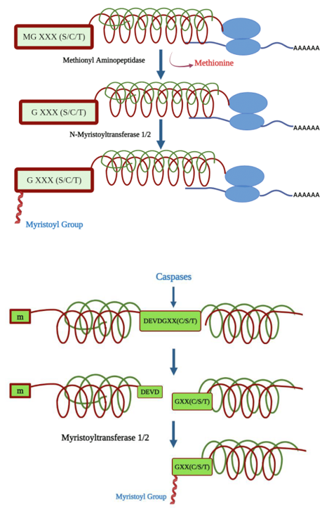 Figure 1: Co (A) and post (B) translational myristoylation process of targeted proteins: During co-translational myristoylation (A), MGXXX(S/C/T) motif undergoes methionyl amino-peptidase mediated cleavage specifically between the methionine and glyciine site. The result of cleaved methionine is removed and N terminal Glycine residue remains exposed freely. In the subsequent step, N-myristoyltransferase1/2 transfers the myristoyl group at glycine residue of a consensus motif [GXXX(S/ C/T)]. During post-translational myristoylation (B), the target protein is specifically cleaved by capases in a manner where glycine residue of consensus motif [GXXX(S/C/T)]is exposed. In the second step, N-myristoyltransferase1/2 transfers the myristoyl group to the glycine and thus, myristoylation is completed. MGXXX(S/C/T); methionine-glycine-X (any amino acid)- serine/cysteine/threonine.