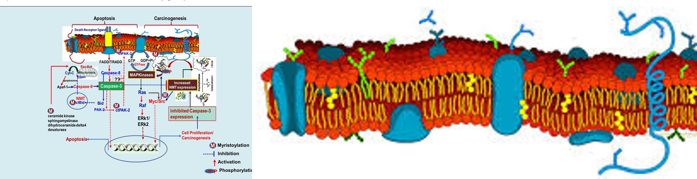 Figure 2: Concomitant relationship between myristoylation induced carcinogenic signaling and apoptosis: Oncogenic transformation down regulates caspase 3 expression in the cells that contributes to higher NMT expression and thus, increased myristoylation of target proteins such as Myc/Src. Myristoylated proteins that interact with membrane lipids and activate G protein mediated signaling, leading to cell proliferation and carcinogenesis progression. Concomitantly, in normal cells, during apoptosis, caspase 8 and subsequently caspase 3 are up-regulated. As caspase-3 utilizes NMT as its substrate. Therefore, caspase-3 mediated NMT cleavage inhibits myristoylation of target proteins and thus, functional impairment of NMT contributes to enhanced apoptosis in normal cells. PAK2; p21-activated protein kinase, ctBid; C-terminal fragment of BH3 interacting domain death agonist, MAP Kinase; Mitogen-activated protein kinase 1, GTP; Guanosine triphosphate, GDP; Guanosine di Phosphate, Pi; Inorganic Phosphate, BID; BH3 interacting domain death agonist, Apaf-1; Apoptosis protease-activating factor-1, Cyt C; Cytochrome C, TRADD; Tumor necrosis factor receptor type 1-associated DEATH domain, FADD; Fas-Associated protein with Death Domain, Raf: Rapidly Accelerated Fibrosarcoma, ERK1/2; Extracellular Signal regulated kinases [76].