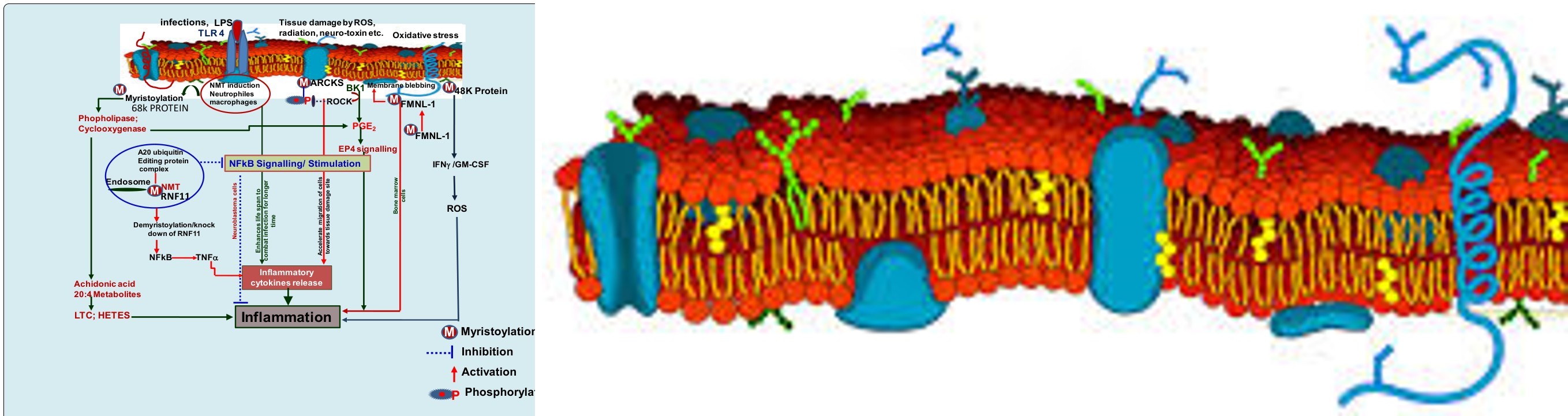 Figure 3: Myristoylation Induced Inflammatory Signaling Pathways: Myristoylation of FMNL-1 protein induces its anchoring with membrane and activation of BK1 mediated EP4 signaling lead to inflammation. Further, myristoylation of 68k protein in neutrophiles and macrophages induces phospholipase and cyclooxygenase signaling. The metabolic product of cyclooxygenase reaction i.e. archidonic acid, LTC and HETES induced inflammation. However, myristoylated RNF11 protein form a complex with A20 ubiquitinin editing protein in the endosomes of neuronal cells which block NFkB mediated inflammatory responses. Therefore, myristoylation diversely modulates inflammatory response in specific situations. MARCKS; Myristoylated alanine-rich C-kinase substrate, BK1; Bradykinin-1, ROCK; Rho-associated protein kinase, FMNL- 1; Formin like protein, ROS; Reactive oxygen species, IFNg; interferon gamma, GM-CSF; granulocyte macrophages colony stimulating factor, PGE2; Prostaglandin E2, RNF 11; RING finger protein 11, NFkB; Nuclear factor kuppa beta, TNFa; tumor necrosis factor, LTC; Leukotriene, HETES; hydroxyeicosatetraenoic acids, EP 4; Prostaglandin E receptor 4.