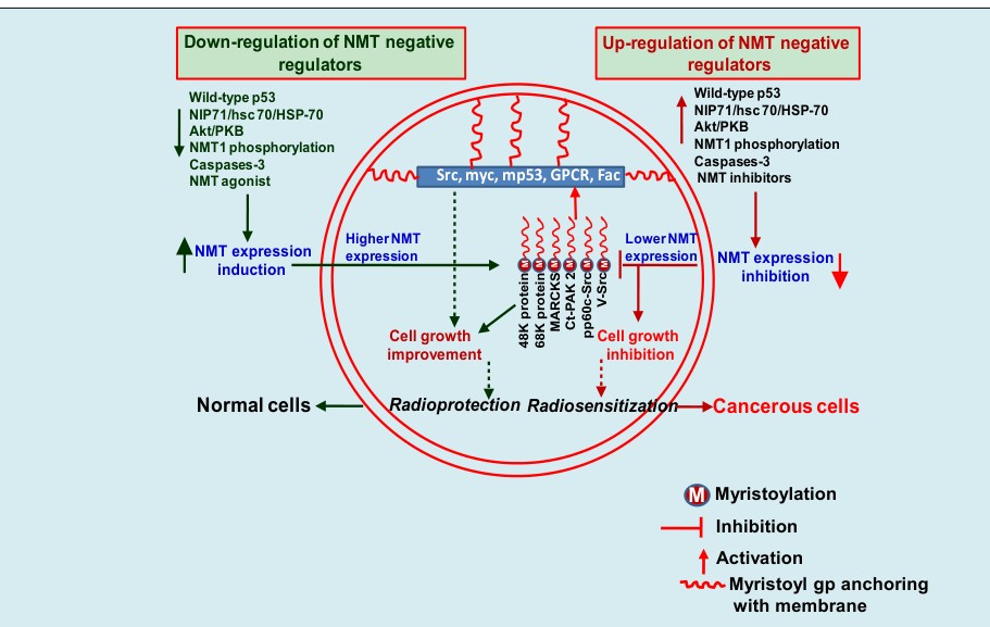 Figure 4: Myristoylation of 68K, 48K proteins, MARCKs and FMNL-1 proteins in neutrophiles and macrophages induces inflammatory response. As the result of higher inflammation, pro-inflammatory cytokines are released that may cause tissue damage at the infection site. However, inhibition of NMT in neutrophiles and macrophages compromises their life span that may cause more severe infection. In view of the above, optimized myristoylation of targeted proteins in inflammatory responsive cells needs to be maintained. • Furthermore, myristoylation of RNF11 protein is a prerequisite requirement to make a complex with A20 ubiquitin editing protein in the endosome which blocks NFkB mediated inflammation in neuronal tissues. Therefore, upregulation of RNF11 myristoylation specifically in endosome would be a prominent therapeutic target to combat neuronal inflammation. • NMT cellular level can be enhanced by down-regulation of NMTs negative regulators like NIP71, hsc-70/HSP- 70, Fus1, A20 ubiquitious protein editing complex and caspases etc., would result in improved cell survival which may contribute to protection of cells against ionizing radiation (Figure 4). • NMT over-expression in the cells of hematopoietic lineage like neutrophils and macrophages is known to increase their life span and activate pro-inflammatory response by increasing inflammatory cytokines. These findings suggest that NMT up-regulation may induce a TH2 type cellular immune response necessary for immune system stimulation under gamma radiation stress and thus, may provide radioprotection. • NMT acts as a selective substrate for caspase-3 in normal cells. Interestingly, caspase-3 expression in cancer cells is suppressed, resulting in increased NMT levels and thus over myristoylation and carcinogenesis. Thus, by decreasing capase-3 expression in normal cells, NMT expression can be enhanced, resulting in better survival against radiation-induced cellular damage (Figure 4). • Various proteins, including cytoskeletal actin and gesolin, apoptosis regulating protein Bid, radiosenstizing protein MARCKS and RGS5 and radioresponsive protein Pak-2 are known as prominent targets of NMT [14,21,27,76]. Expression level of these proteins was reported to be altered under radiation stress [98-107]. However, information about whether myristoylation of these proteins influence radioresponse influences to radiosensitization or radioprotection is completely missing and needs focused attention.