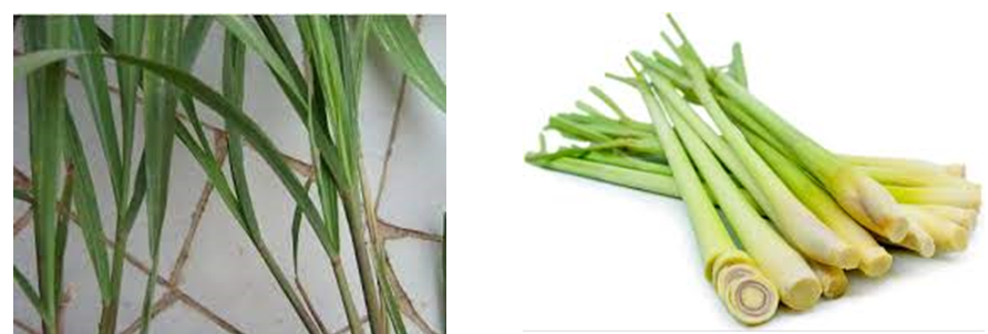 Figure 1: Lemongrass.