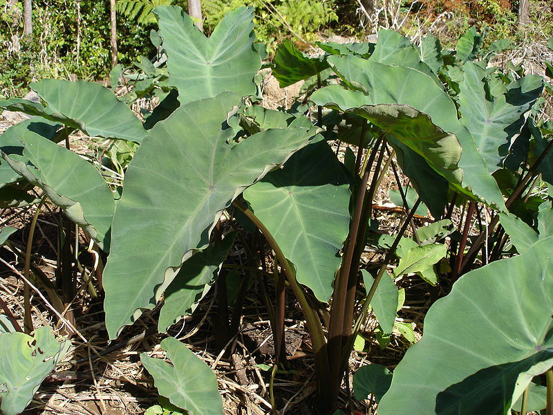 Figure 1: Plant _Colocasia_ _esculenta._