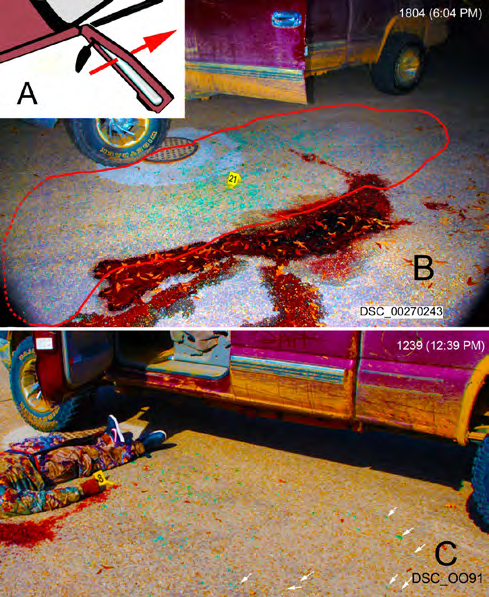 Figure 4: A. Graphic showing the direction of the initial breakage from the driver side door window that projected glass shards toward the rear of the truck. B. Distribution of glass shards on the pavement with the body removed (time stamp 1804 (6:04 PM)); the glass shards on the pavement were from the initial breakage with shard projection to the rear tire. The red outlined area is the approximate demarcation of the glass shards on the pavement. The red line is dotted on the left due to the glass shards extended beyond those shown in the image. Adjustment by Photoshop/Image/Adjustments/Vibrance tool accentuates the glass shards (blue) on the pavement. Adjustment by Photoshop/Image/Adjustments/Vibrance tool accentuated the glass shards (blue) on the pavement. C. Distribution of glass shards on the pavement (time stamp 1239 (12:39 PM)); the glass shards on the pavement extend to the rear tire. Some of the glass shards are indicated by the arrows.