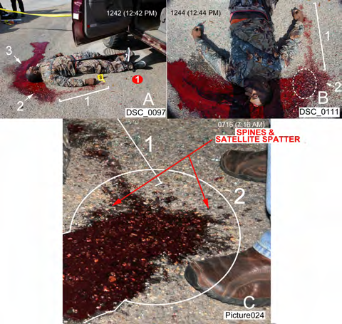 Figure 7: Pavement bloodstains; stain numbers 2 and 3 correspond to the numbered body positions (see text). The body was moved twice before its final found position. A. Image of the body and associated stains; blood trail 1 documents that the body was moved from the position where he collapsed (at the red dot) following the shotgun discharge. Blood trail 1 goes from the stain just in front of the right hand to the larger stain 2. Bloodstain 3 originated from the body at position 3 as shown. B. As in A, but image was taken with the photographer standing near the victim’s head with his shadow over the body; the dashed line oval is the probable location of the victim’s head in body position 2. C. Image of stains 1 and 2; a spattering event (splash pattern) occurred in circled area of stain 2 when the head was elevated above the pavement prior to setting the body down in position 2. The blood came from the massive, vessel-like head wound (Figure 1A) when the head was turned to the left while elevated above the pavement, poring blood onto the pavement which created a pool with the spines and satellite spatter due to splashing. Image was probably taken at 0616. The driveway pavement was sloped down to the west as evidenced by the blood flow (e.g. Figure 7A).