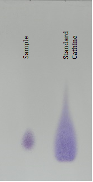 Figure 3: TLC for Sample with the Primary Standard of Cathine.