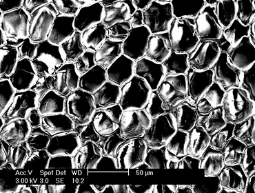 Figure 2: Cork cellular structure.