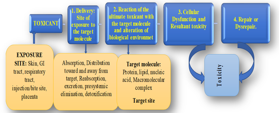 Figure 3: General scheme for mechanisms of pesticides (herbicides) toxicity.