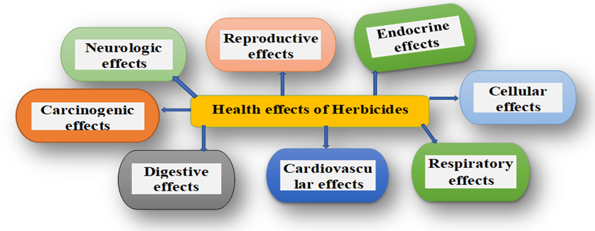 Figure 4: Major health effects of herbicides exposure.