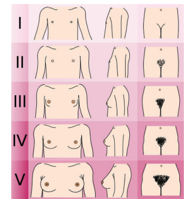 Figure 1: Tanner stages. Illustration by Michel Komorniczak.