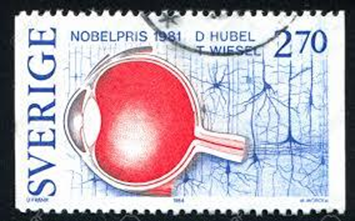 Figure 1: Drawing representing the Swedish stamp which commemorates the 1981 Nobel Prize in Medicine awarded by David Hubel and Torsten Wiesel for their experiments with cats.