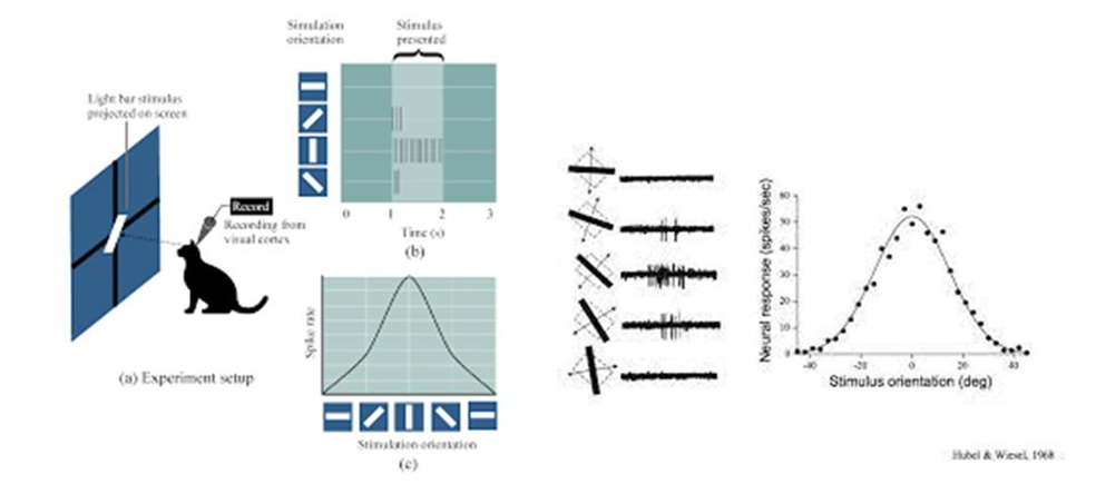 Figure 2: Visual explanation of Hubel and Wiesel method of research: they measured in cat experiments, the intensity of occipital neurons response to different visual stimuli. Accordingly to the nature of the stimuli (more or less inclined), cells in the brain responded with different intensity. That is how they concluded there exists a topographic organization of brain cells and specific for each external stimulus.