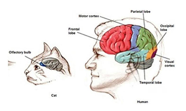 Figure 4: Drawing depicting the general brain structure of cats and humans. The red region in humans is the prefrontal cortex, which is present in cats much smaller and with older phylogenetical characteristics [16]. Cats have instead a bigger and defined olfactory bulb.