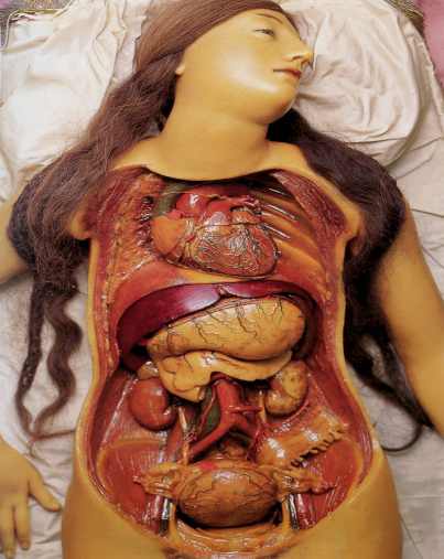 Figure 7: A wax model of the thoracic, abdominal and pelvic organs. (Collection in the “La Specola” Museum in Florence, Italy. Credit: Museo di Storia Naturale Universita di Firenze, sez. Zoologica “La Specola” — Italia. Photo credit: Saulo Bambi — Museo di Storia Naturale/Firenze).