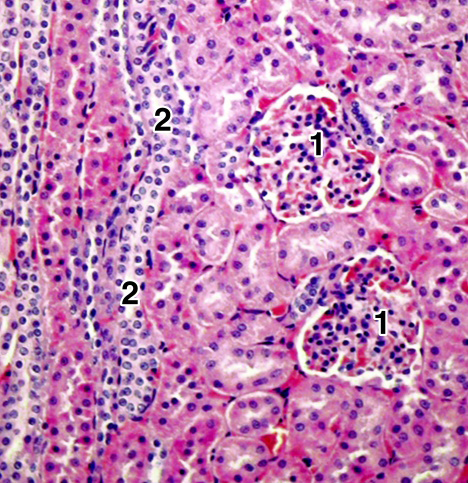 Figure 9: Micrograph of the kidney parenchyma showing two renal corpuscles (1) with glomeruli, and a renal tubule lined by cuboid epithelium (2). (Hematoxylin and eosin staining, original magnification × 200).