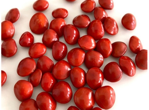 Figure 1: Image of Seed of _Adenanthera pavonina_ [10].