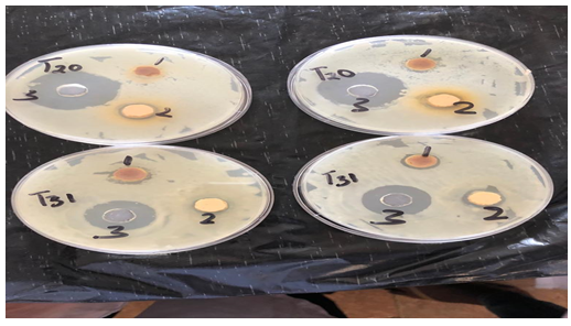 Figure 3: Antimicrobial screening of Adenanthera pavonina seed in different solvents.