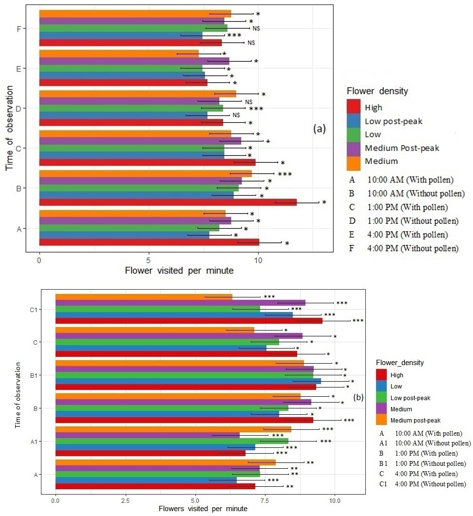 Figure 1: Mean (+/- SE) Number of Flowers Visited Per Minute and Time Spent Per Flower by A) Indian Honey Bee, Apis Cerana Indica and B) European Honey Bees, _A. mellifera_, in Radish (_Raphanus Sativus_) Plots Observed Across Various Flower Densities at Three Times during the Day (Low = 20% Bloom, Medium = 50% Bloom, High = 100% Bloom, Medium (Post Peak) = 48% and Low (Post Peak) = 25%) *, **, *** are Significant At P=0.05, 0.01, 0.001.