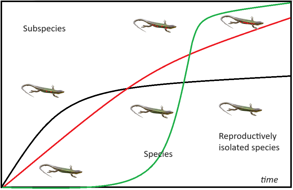 Figure 3: Speciation process. Black line shows growth of fitness related with interbreeding of once isolated lineages due to the heterozis. Red line shows the effect of outbreeding depression. When the lines cross, speciation process becomes irreversible. Green line shows growth of the effectiveness of pre-zygotic isolation die to reinforcement.