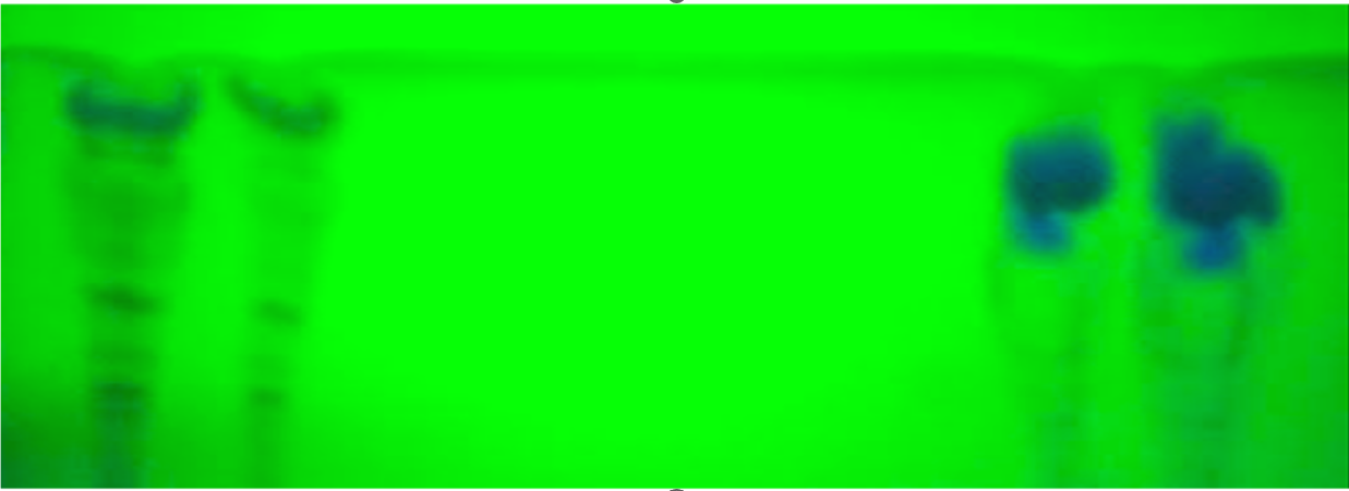 Figure 1: Shows the blue fluorescence of sample 2.