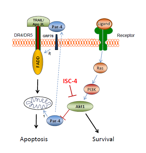 Figure 1: Schematic of effects of Par-4 on cancer cells. Activated Par-4 causes apoptosis through both intrinsic (1) and extrinsic pathways (2) when cells are exposed to apoptotic agents. Akt1 inactivates Par-4 through phosphorylation; however, inhibition of Akt1 with ISC-4 allows Par-4 to remain active Since Par-4 can be present in cells but inactivated by Akt1 via phosphorylation, additional treatment to inhibit Akt1 activity in conjunction with Par-4 molecular therapy has the potential to increase tumor apoptosis. Phenylalkyl isoselenocyanates (ISCs) are selenium derivatives of the isothiocyanate class and have been shown to inhibit Akt activity [21]. ISC-4 is an ISC that was developed and determined to have significant anti-tumor activity in melanoma as a mono-agent _in vivo_ and in colon cancer xenographs as a mono-agent and in combination with 5- Fluorouracil [22]. ISC-4 therapy in the context of glioblastoma is largely unexplored and a synergistic combination with radiation or Par-4 could be a promising therapy.
