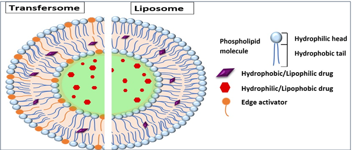 Figure 1: This additional component, known as an edge activator, that alters the stability of lipid bilayer which is typically consist of single chain surfactant, as a result, fluidity and elasticity also increased [11]. The ability to encapsulate the active substance either within the core or within the lipid bilayer depends on its lipophilicity. Unlike liposomes, transfersomes have the advantage of effectively reaching deeper layers of the skin when applied topically [12]. This enables them to deliver higher concentrations of active substances, making them a successful carrier for transdermal drug applications [13]. The skin’s barrier function makes it difficult for nanoparticles to enter the tissue, yet the barrier is substantially weakened in cases of injury or swelling, such as in skin cancer. This may promote nanoparticle penetration [14]. These lipid molecules, known as transfersomes, possess biocompatibility and biodegradability since they are derived from phospholipids found naturally in liposomes. Their entrapment efficiency is remarkably high, reaching approximately 90% for lipophilic drugs [15]. They shield the enclosed drug from metabolic breakdown and serve as depots, gradually and slowly releasing their contents [16]. They can be utilized for delivering drugs systemically or topically. Consequently, transdermal flux of transfersomes elevates, lengthen the drug release, and furthermore elevates the targeted delivery of bioactive substances [17]. However, there are drawbacks associated with transfersomes. One major disadvantage is their chemical instability, as they are prone to oxidative degradation [18]. Another factor that hinders the acceptance of transfersomes as drug delivery systems is the requirement for high purity of natural phospholipids. Additionally, the cost of formulating transfersomes is relatively high [19] (Figure 1).