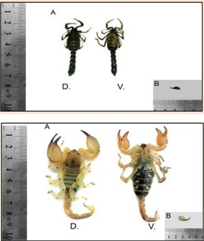 Figure 1: 8 Species of Scorpions in Egypt that were Classified into Two Families: Buthidae: Its Members are Abundant in Egypt and Scorpionidae. All figures were adapted from (Salama and Sharshar, 2013).