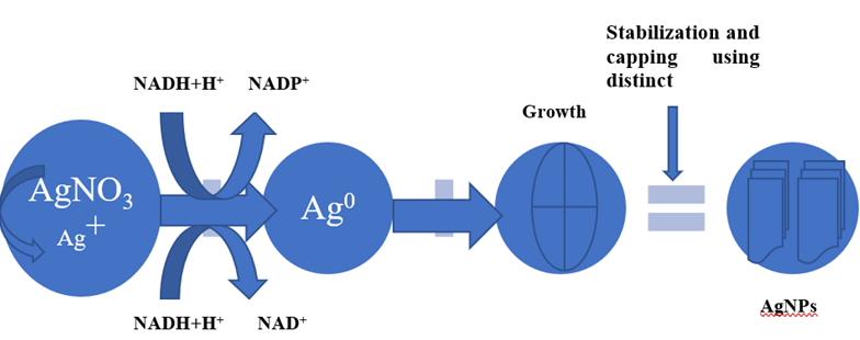 Figure 2: The proposed mechanism of biogenesis of silver nanoparticles (AgNPs).