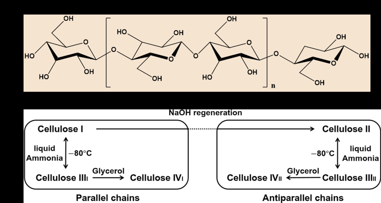 Figure 1: (a) Chemical structure of cellulose, (b) Phase transition between various crystalline allomorphs of cellulose (cellulose I, II, III, and IV) [6].