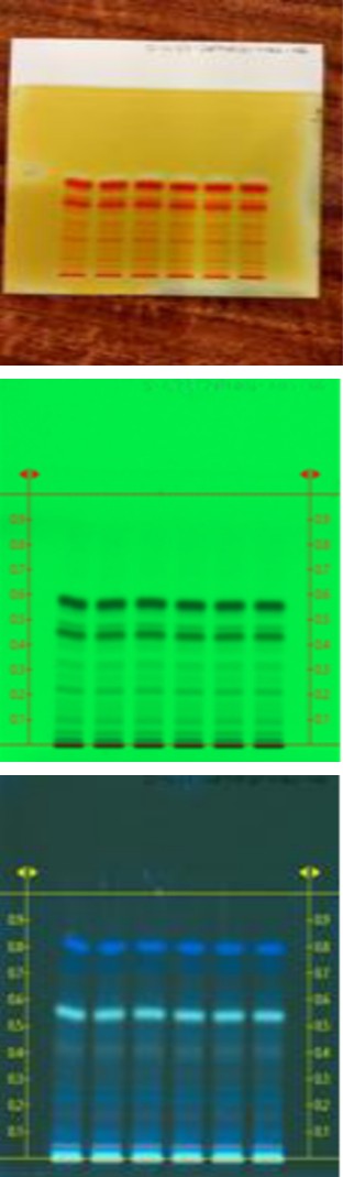 Figure 1: 1: HPTLC profile of P. Daemia latex milk powder observed under 366 nm A – C (Gautala forest,) B - Aurangabad (M.S.) Sample A.
