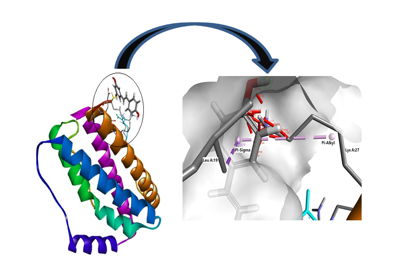 Figure 4: Types of bonds formed with their distance in IL-6 protein with resveratrol.