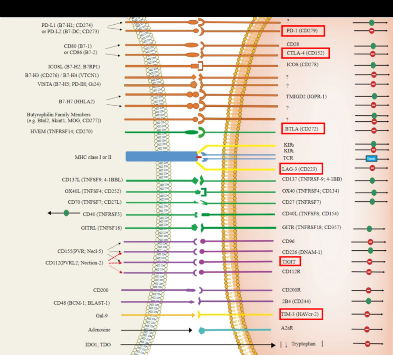 Figure 1: A Diagram Illustrating T Cell Immune Checkpoint (IC) Receptors and the Corresponding Binding Partners on Tumor/ APC/Dendritic Cell for Immuno-Oncology Drug Development. The Leading Therapeutic IC Targets are Boxed In Red.