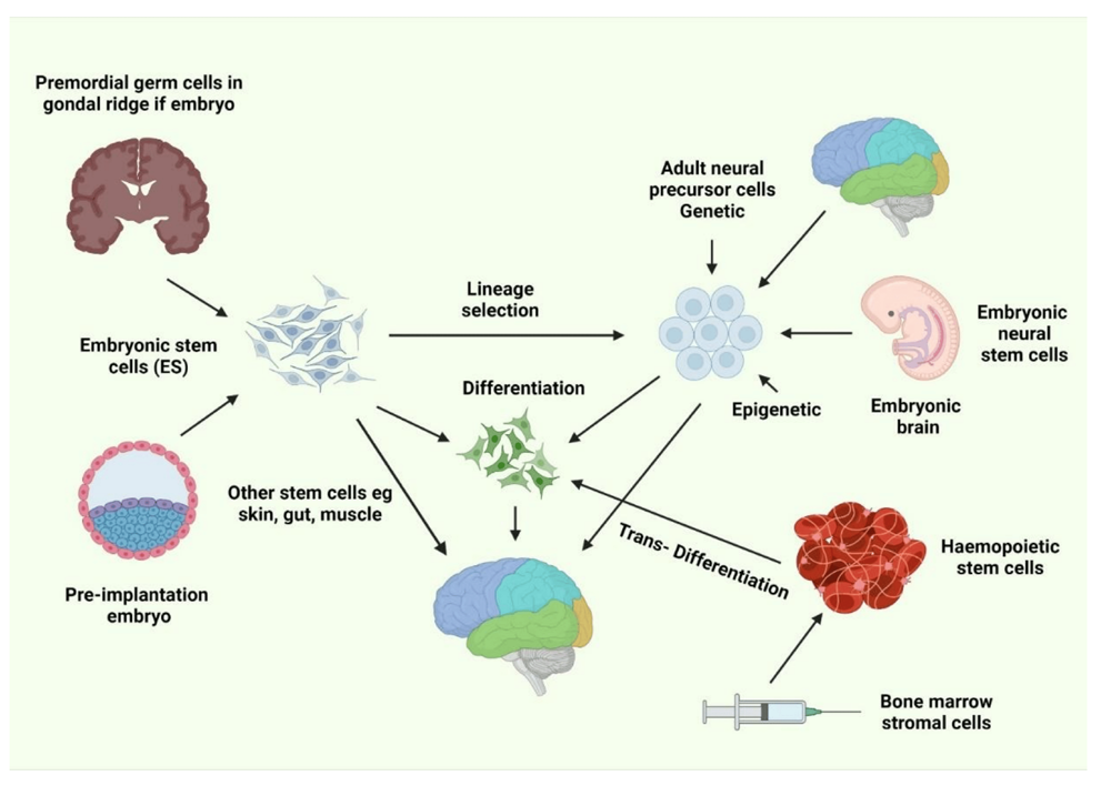 Figure 1: Current Challenges Involving Cns-Targeted Gene Delivery.