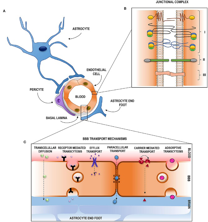 Figure 3: Permeability of the Blood–Brain Barrier.