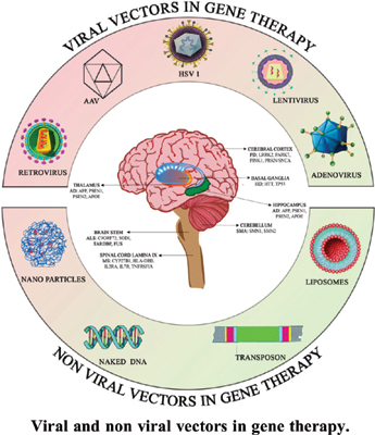 Figure 9: Viral and non-viral vectors.