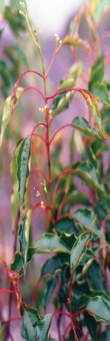 Figure 1: Plant in the native habitat. (Photo courtesy: Dr. Sundaresan Velusamy).