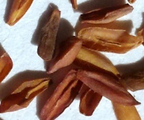 Figure 2: Seeds of Decalepis arayalpathra; Ventral view of a single seed; Dorsal view of another seed. (Samples provided by Dr. Sundaresan Velusamy).