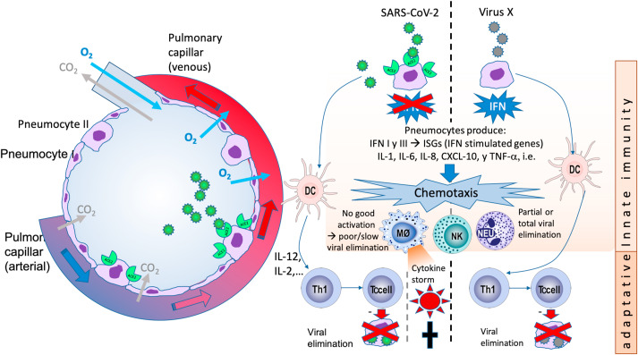 Figure 5: Adaptative Innate Immunity.