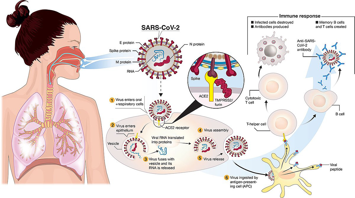 Figure 6: Immune Response.