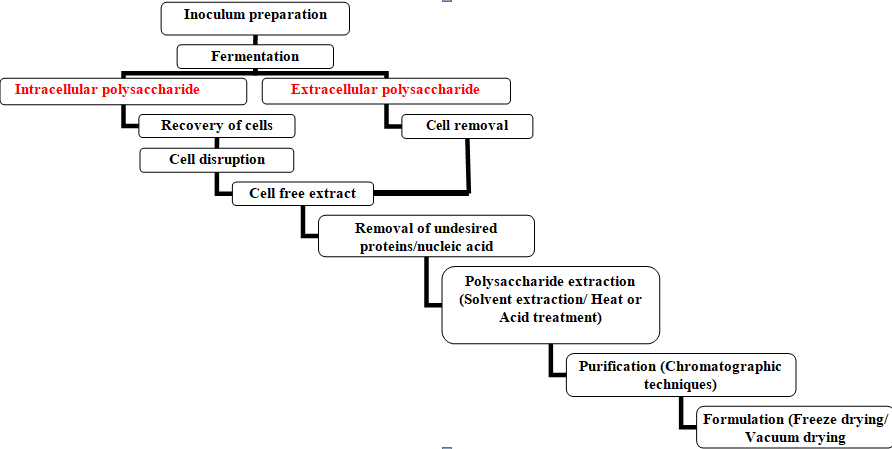 Figure 2: Process involved in the Production of Microbial Polysaccharides.