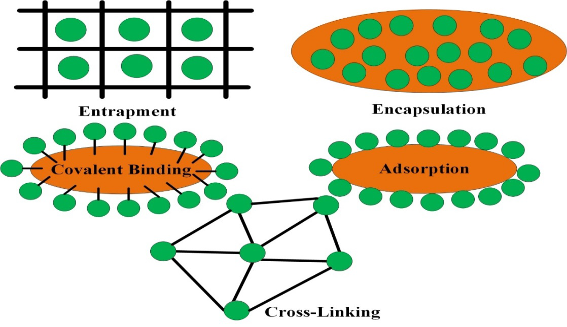 Figure 1: The researchers also have been reported the using of immobilized non-living microbial biomass. These immobilization techniques find applications in diverse industries such as biotechnology, environmental, pharmaceutical, and food [16]. The utilization of immobilized microorganisms offers several advantages over free cells in industrial biotransformation, bioprocesses, and biodegradation. These advantages include improved regeneration, recovery, higher stability, and recycling of the biocatalyst. Additionally, immobilized cells can serve as effective alternatives to enzyme immobilization, acting as carriers of necessary enzyme activities while being insoluble in water. “The confinement of microbial cells within a defined region, retaining their catalytic activities, allows for continuous use of the catalyst. This approach has found success in various environmental operations [24,25]. Nanomaterials, with their unique physico-chemical properties such as specific efficient diffusion loading, surface area, high mechanical strength, mass transfer resistance, and provide interesting structures for immobilizing microbes [15]. Magnetic nanoparticles have the added advantage of easy separation using an external magnetic field [26]. Therefore, immobilizing microbial cells within magnetic nanoparticles shows promise in enhancing the viability of microorganisms in industrial applications. Unfortunately, the high construction costs of MNPs for large-scale applications pose a significant challenge in microorganism immobilization. The development of low-cost and environmentally friendly methods for synthesizing nanoparticles on a large scale is an ongoing endeavor [27].