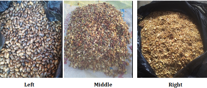Figure 1: The Castor seeds with shells covering the inner white kernels (left), the neem seeds inner kernels (middle), and the neem seed shells or hulls covering the kernels (right).