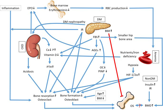 Figure 5: CKD related to Anaemia [9].